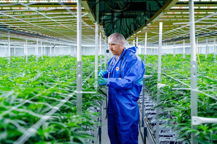 Worker inspecting plants in the indoor cultivation facility