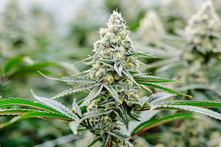 Close-up of a frosty cannabis flower on the plant